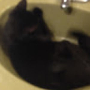 Meet your Posher, Maya